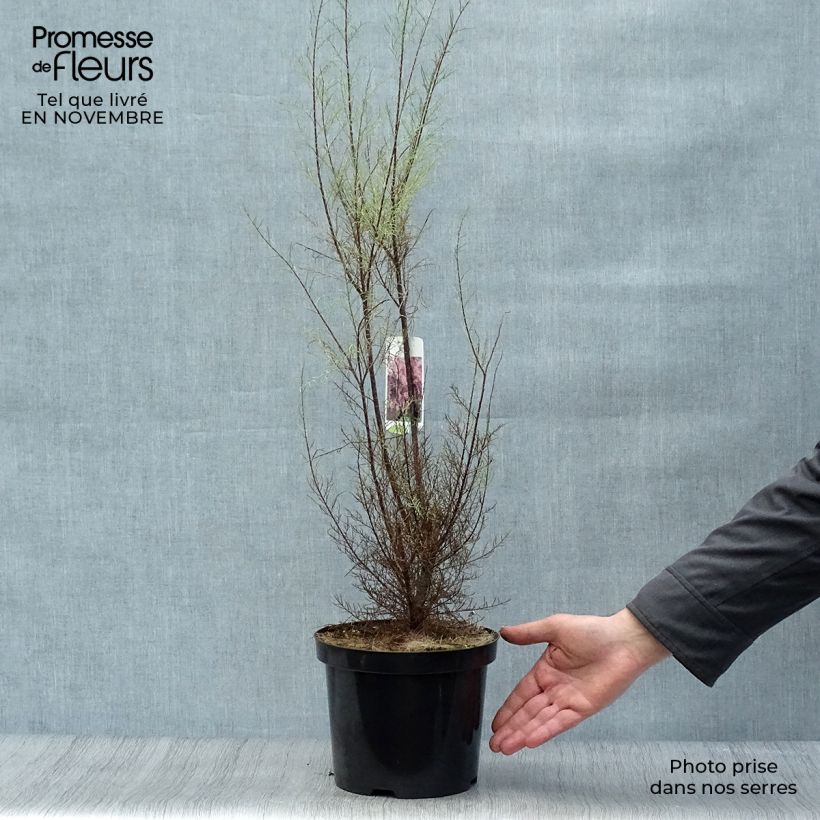 Ejemplar de Tamarix parviflora - Tamarisco Maceta 3L/4L entregado en otoño