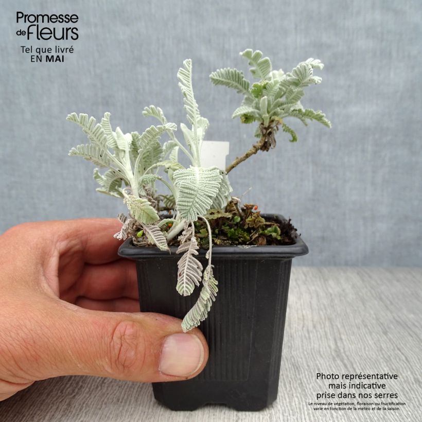 Tanacetum haradjanii Little Frosty - Tanaisie argentée Godet de 8/9 cm Ejemplar entregado en la primavera