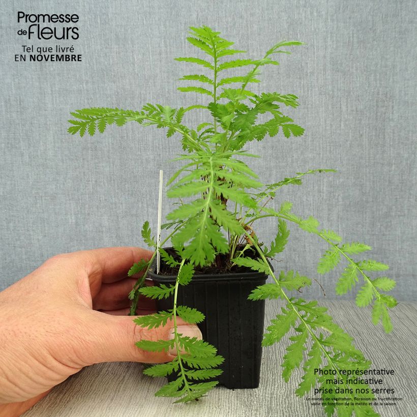 Ejemplar de Tanaceto (planta) - Tanacetum vulgare Maceta de 8/9 cm entregado en otoño
