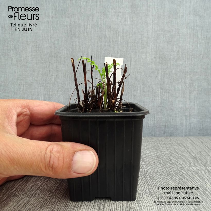 Ejemplar de Tanaceto (planta) - Tanacetum vulgare Maceta de 8/9 cm entregado en verano