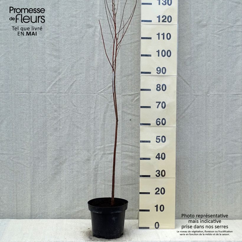Taxodium distichum - Ciprés de los pantanos Maceta 3L/4LAltura de entrega aprox. 80/100cm Ejemplar entregado en la primavera