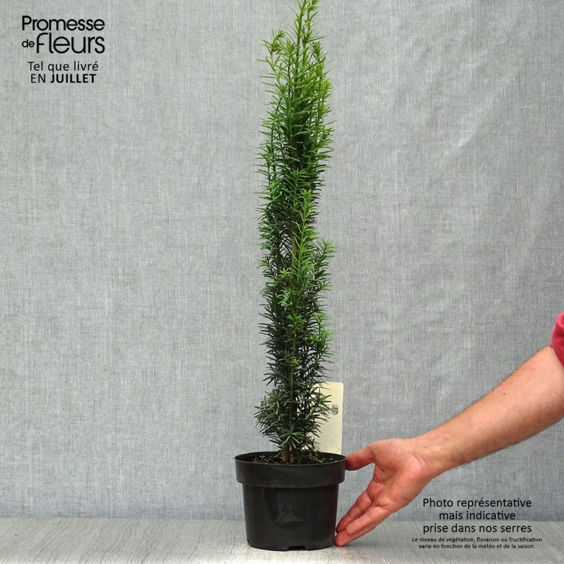 Ejemplar de Tejo Fastigiata Robusta - Taxus baccata Maceta 2L/3L entregado en verano