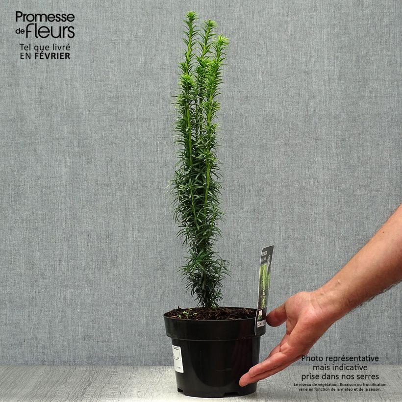 Ejemplar de Tejo Ivory Tower - Taxus baccata Maceta 2L/3L entregado en otoño