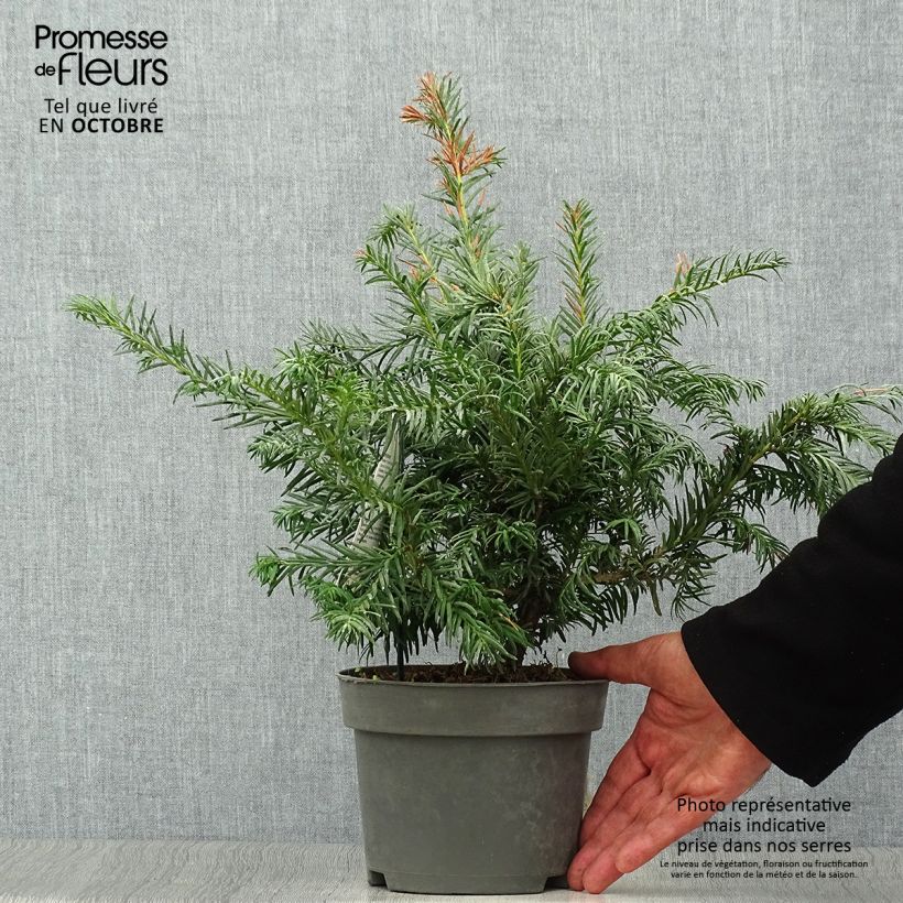 Ejemplar de Tejo Repandens - Taxus baccata Maceta 2L/3L entregado en otoño