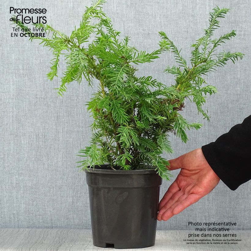 Ejemplar de Tejo Semperaurea - Taxus baccata Maceta 2L/3L entregado en otoño