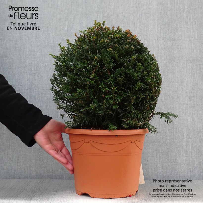 Ejemplar de Tejo (bola) - Taxus baccata Maceta 7,5L/10L entregado en otoño