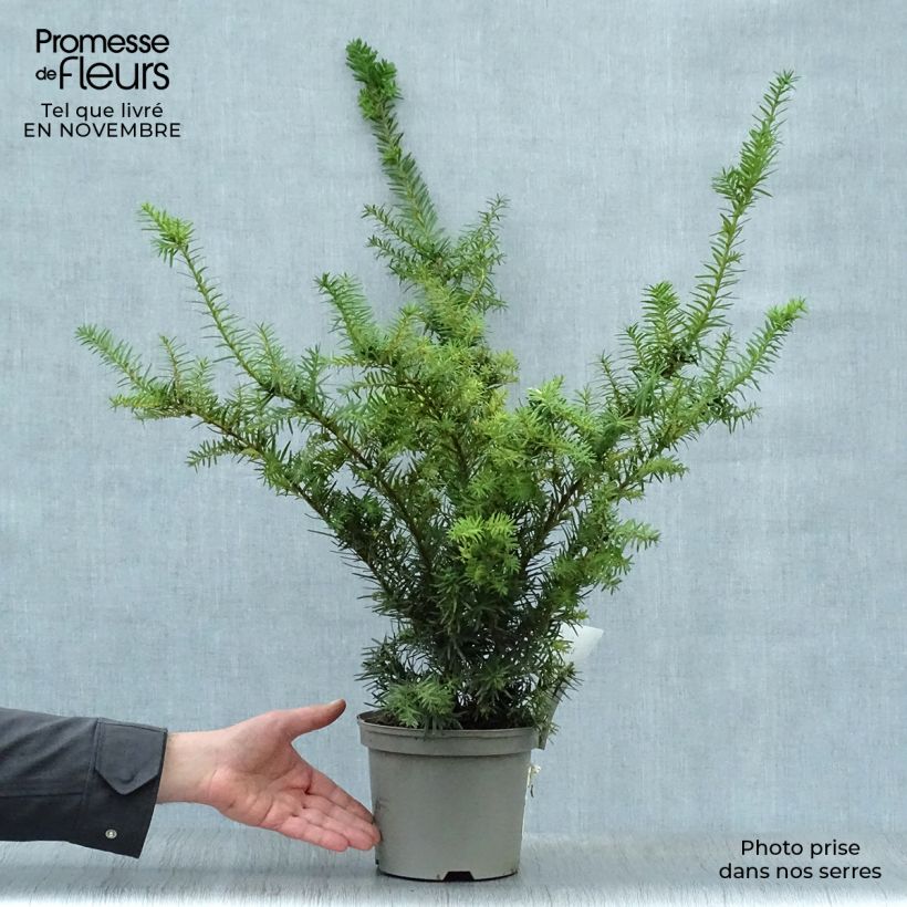 Ejemplar de Tejo híbrido Densiformis - Taxus media Maceta 2L/3L entregado en otoño