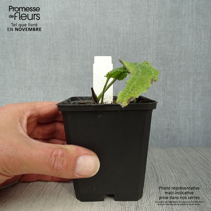 Ejemplar de Telekia speciosa Maceta de 8/9 cm entregado en otoño