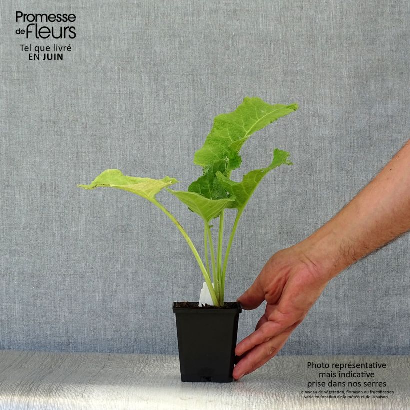 Ejemplar de Telekia speciosa Maceta de 8/9 cm entregado en verano