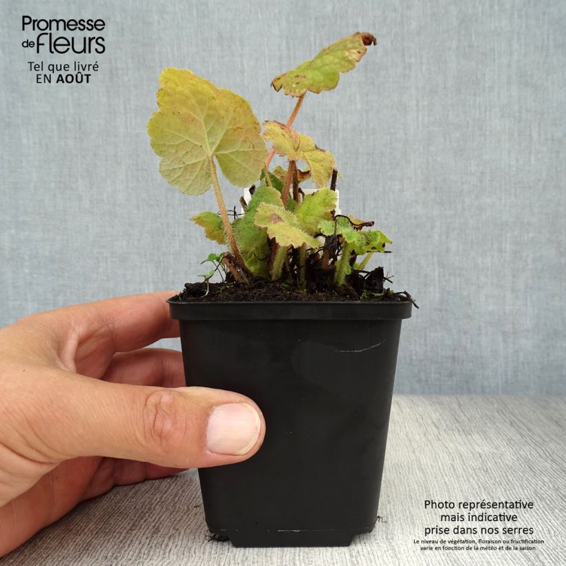 Ejemplar de Tellima grandiflora - Tellime à grande fleur Godet de 9cm entregado en verano