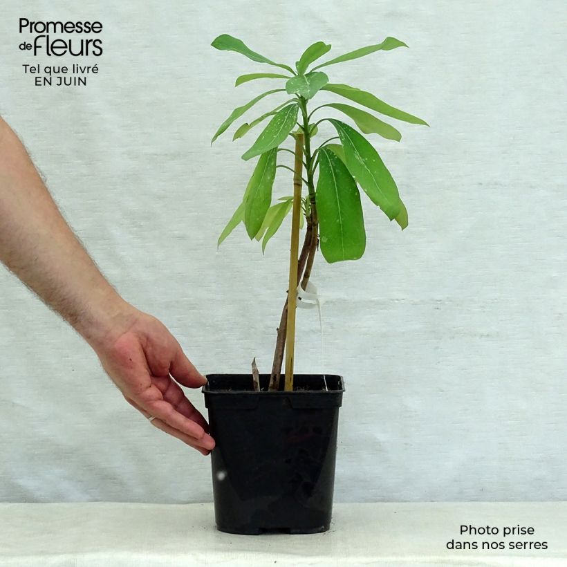 Ejemplar de Telopea Emperor's Torch - Waratah Maceta 2L/3L entregado en verano