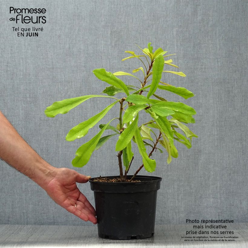Ejemplar de Telopea speciosissima Shady Lady Yellow - Waratah Maceta 4L/5L entregado en verano