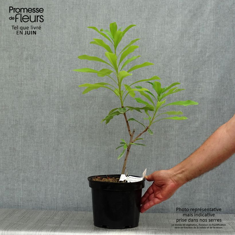 Ejemplar de Telopea speciosissima - Waratah Pot de 4L/5L entregado en verano