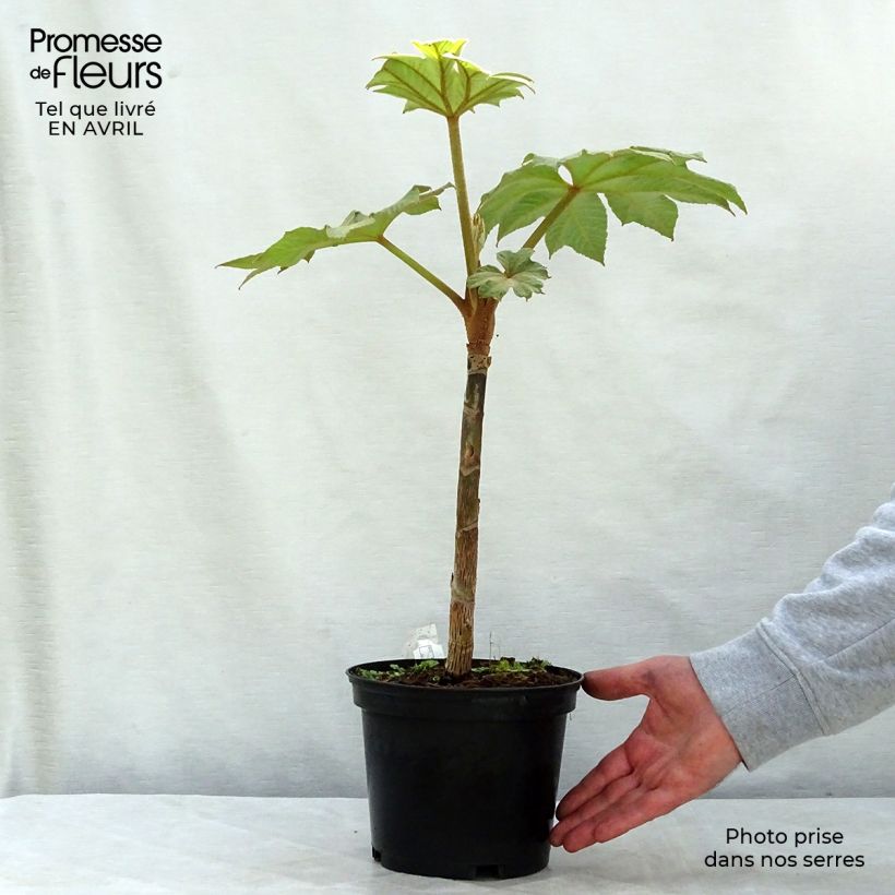 Tetrapanax papyrifera Rex - Planta papel arroz Maceta 3L/4LAltura de entrega aprox. 5/10cm Ejemplar entregado en la primavera