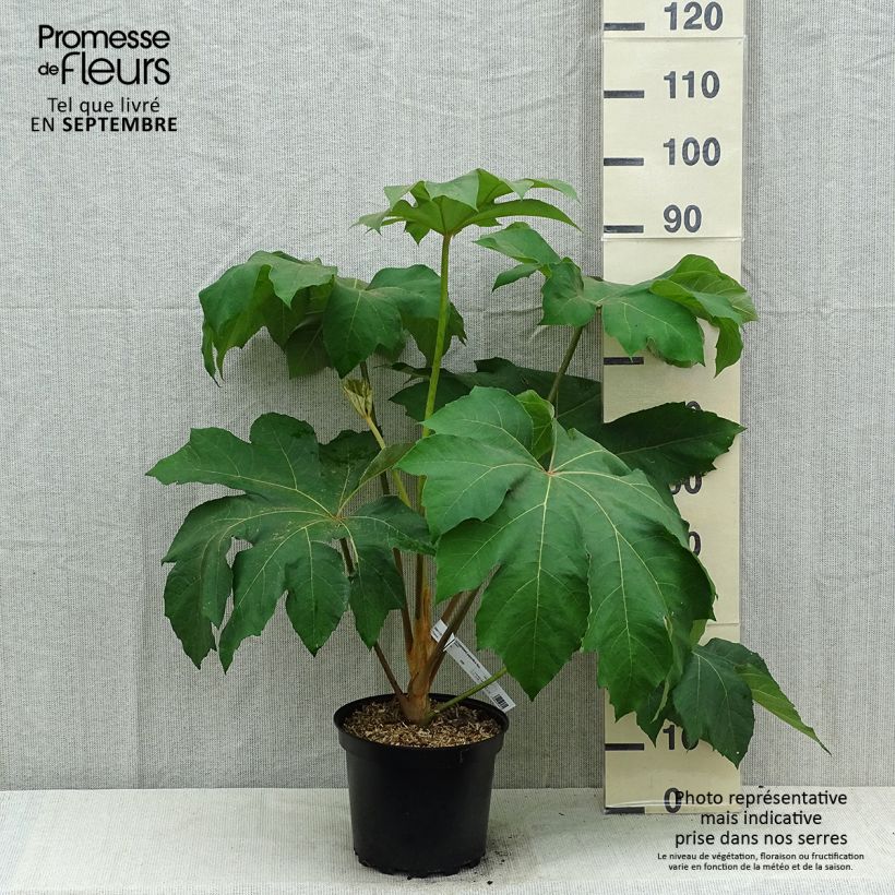 Ejemplar de Tetrapanax papyrifera Rex - Planta papel arroz Maceta 6L/7L entregado en verano
