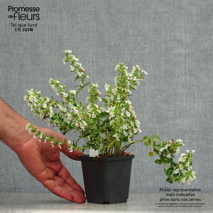 Ejemplar de Teucrium chamaedrys Alba - Camedrio Maceta de 8/9 cm entregado en verano