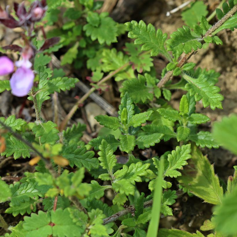 Teucrium chamaedrys Wild Form - Camedrio (Follaje)