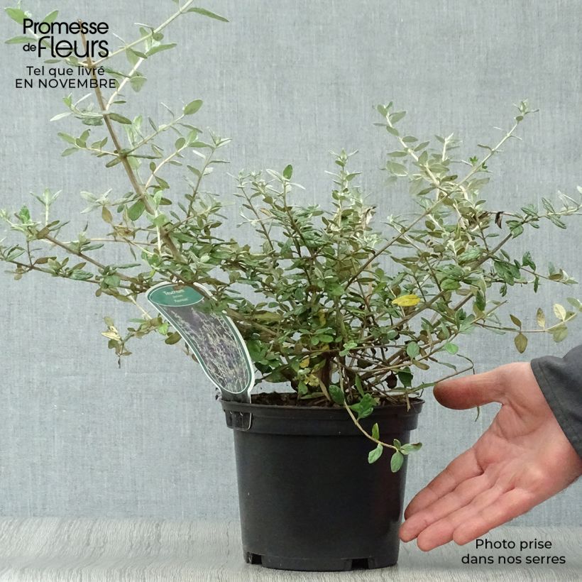Ejemplar de Teucrium fruticans Azureum - Olivilla Maceta 2L/3L entregado en otoño