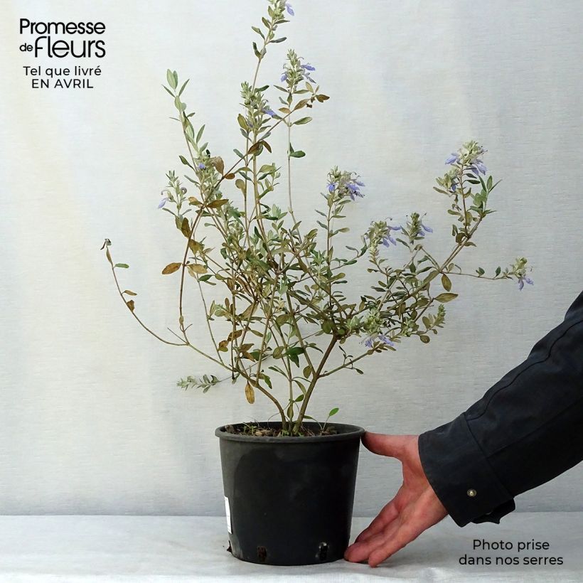 Teucrium fruticans Azureum - Olivilla Maceta 2L/3LAltura de entrega aprox. 25/30cm Ejemplar entregado en la primavera