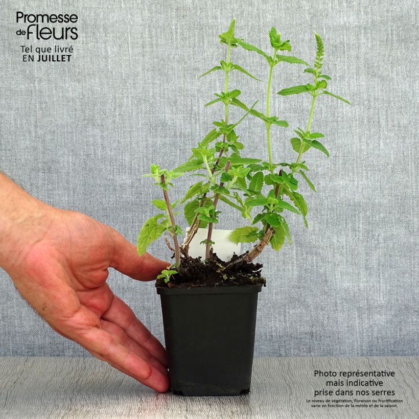 Ejemplar de Teucrium hircanicum - Teucrio del Cáucaso Maceta de 8/9 cm entregado en verano