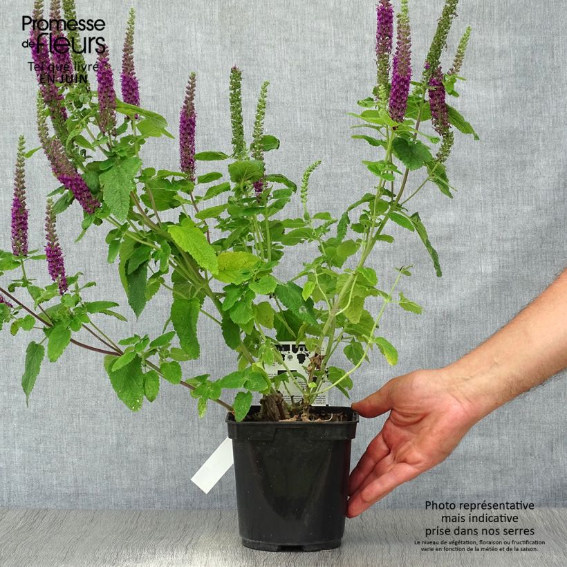 Ejemplar de Teucrium hircanicum Paradise Delight Maceta 2L/3L entregado en verano
