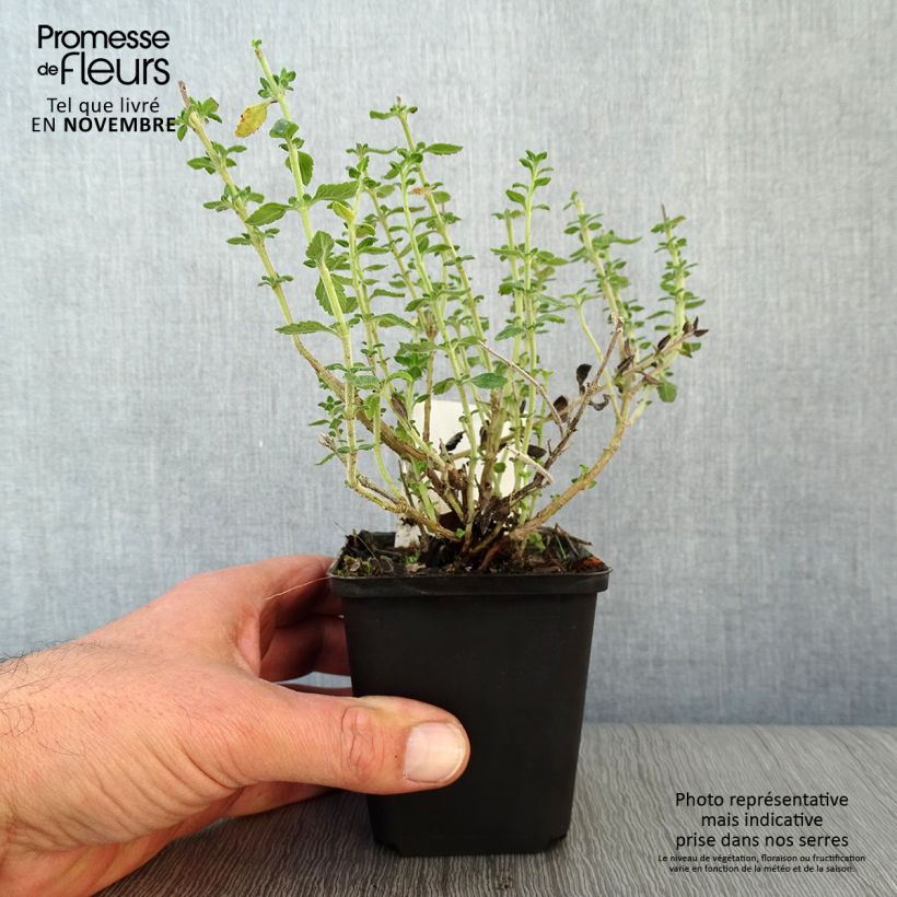 Ejemplar de Teucrium lucidrys - Germandrina Maceta de 8/9 cm entregado en otoño