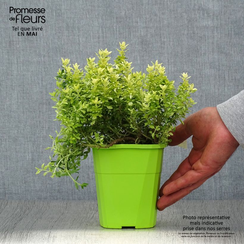 Teucrium lucidrys Lucky Gold - Germandrina Maceta 1,5L/2L Ejemplar entregado en la primavera