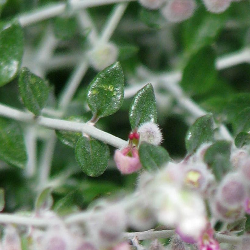 Teucrium marum - Tomillo de gato (Follaje)