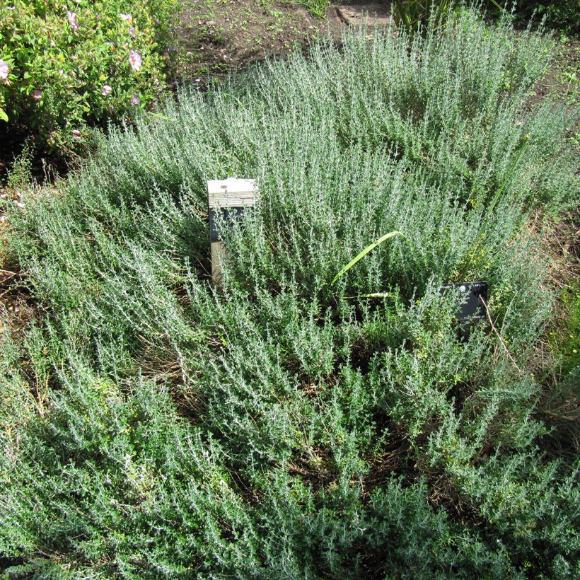 Teucrium marum - Tomillo de gato (Porte)