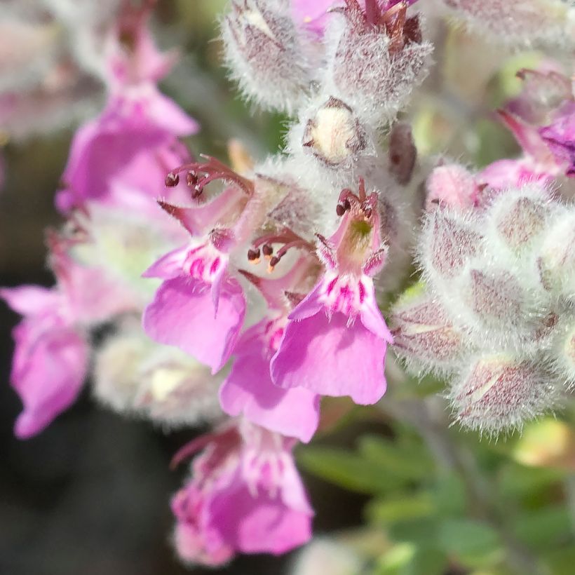 Teucrium marum - Tomillo de gato (Floración)