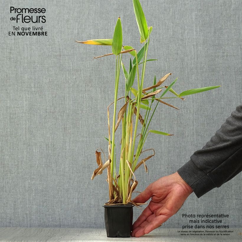Ejemplar de Thalia dealbata Maceta de 8/9 cm entregado en otoño