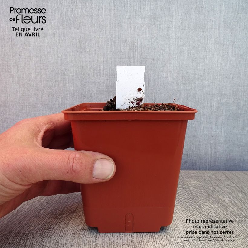 Thalictrum Chantilly Lace - Pigamon Pot de 1L./1,5L. cm Ejemplar entregado en la primavera