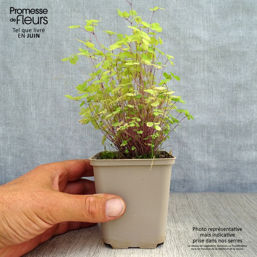 Ejemplar de Thalictrum Purplelicious Godet de 8/9 cm entregado en verano