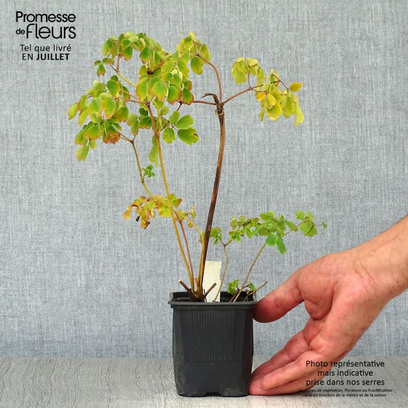 Ejemplar de Thalictrum aquilegifolium Album - Pigamon Godet de 9cm entregado en verano