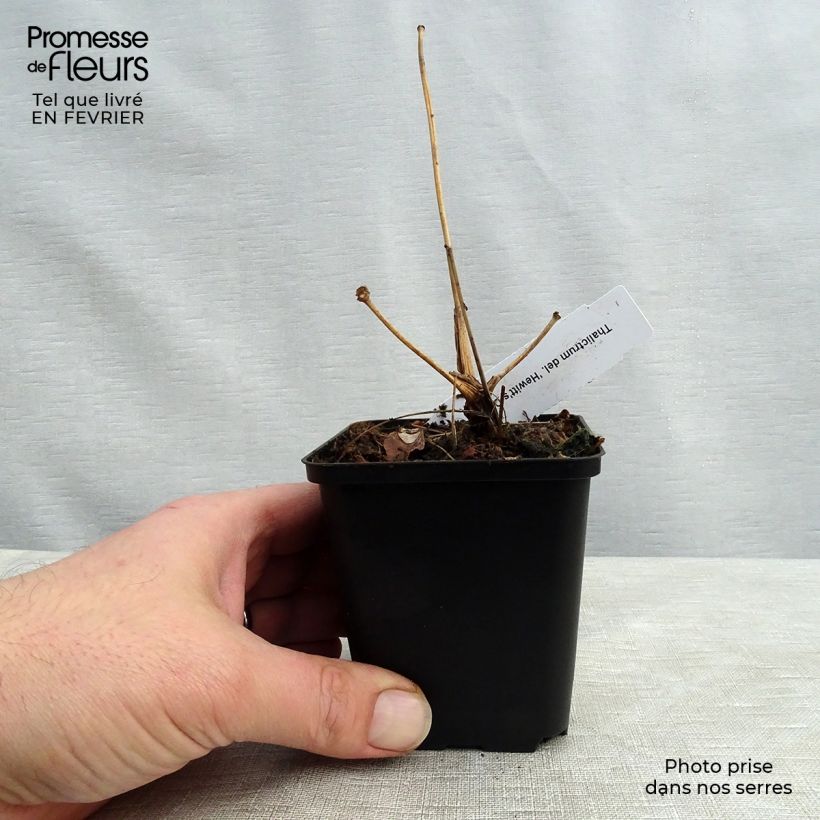 Thalictrum delavayi Hewitt's double Maceta de 8/9 cm Ejemplar entregado en invierno