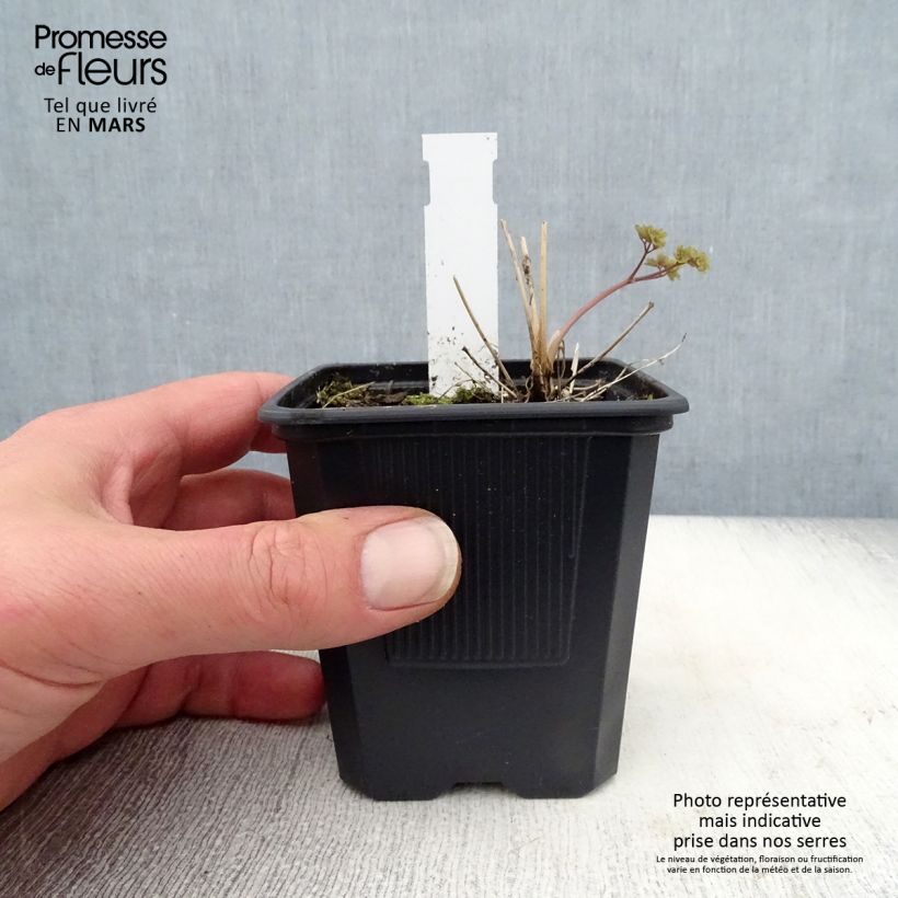 Thalictrum delavayi Hewitt's double Maceta de 8/9 cm Ejemplar entregado en la primavera