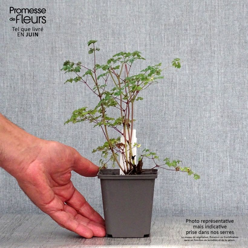 Ejemplar de Thalictrum delavayi Hinckley Godet de 8/9 cm entregado en verano