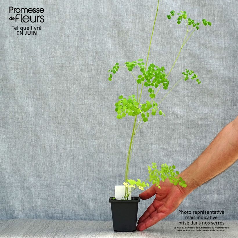 Ejemplar de Thalictrum delavayi Splendide Album en godet de 9 cm entregado en verano