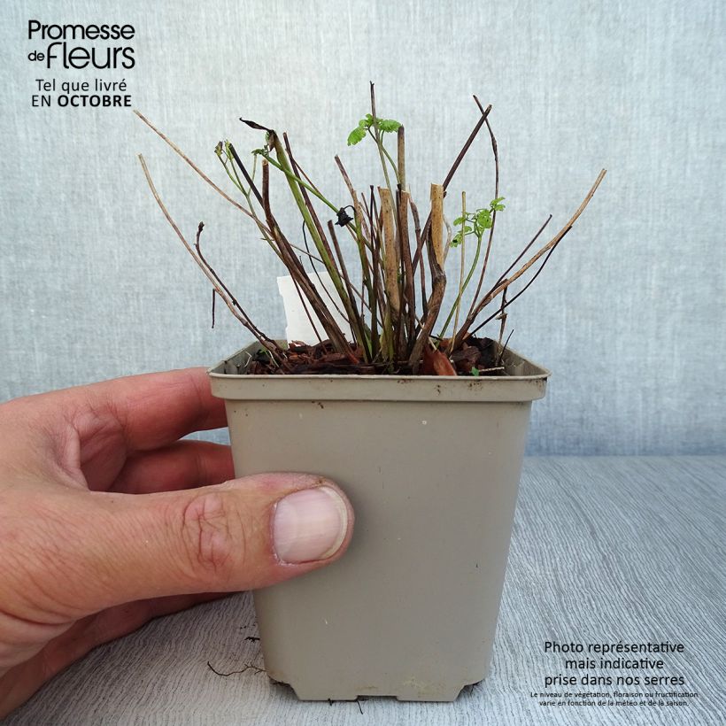 Ejemplar de Thalictrum flavum subsp.glaucum Maceta de 8/9 cm entregado en otoño
