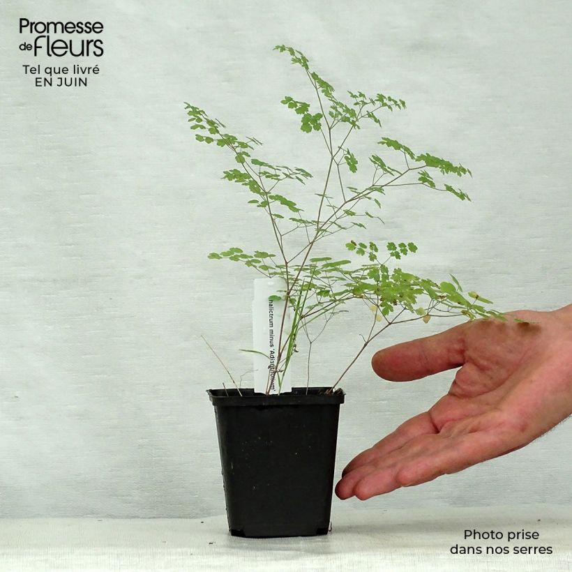 Ejemplar de Thalictrum minus Adiantifolium Maceta de 8/9 cm entregado en verano