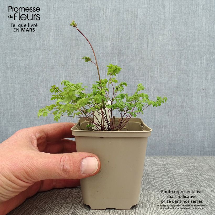 Thalictrum petaloideum Maceta de 8/9 cm Ejemplar entregado en invierno