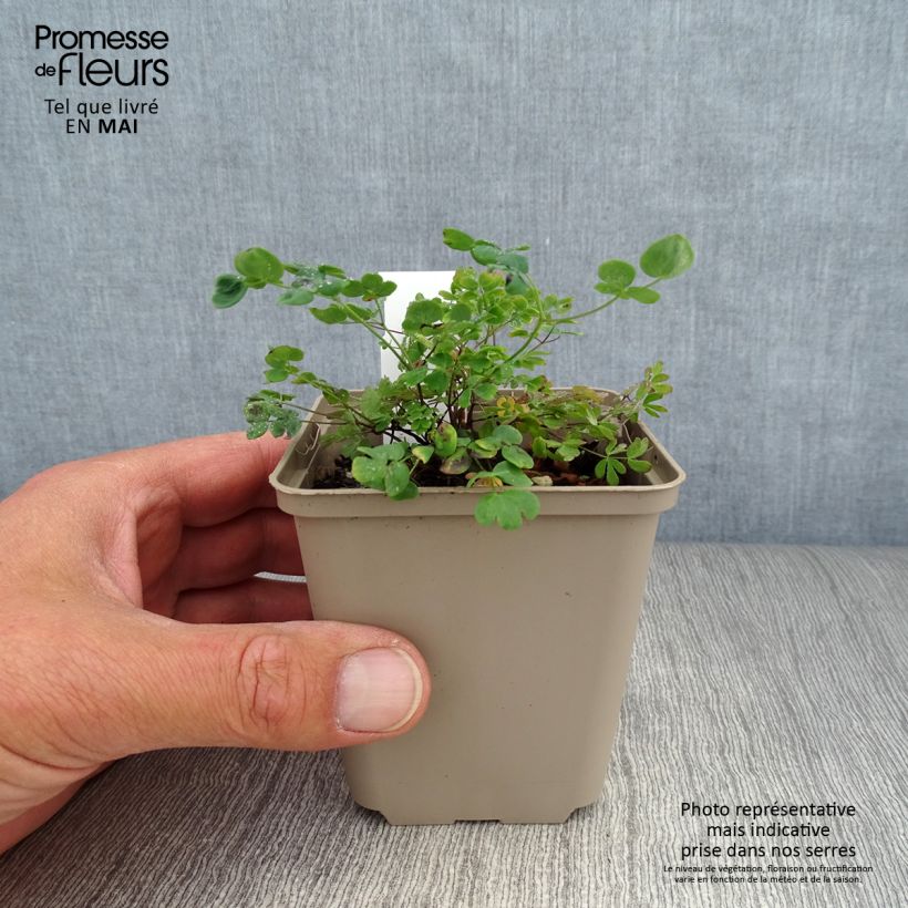 Thalictrum petaloideum - Pigamon Godet de 8/9 cm Ejemplar entregado en la primavera