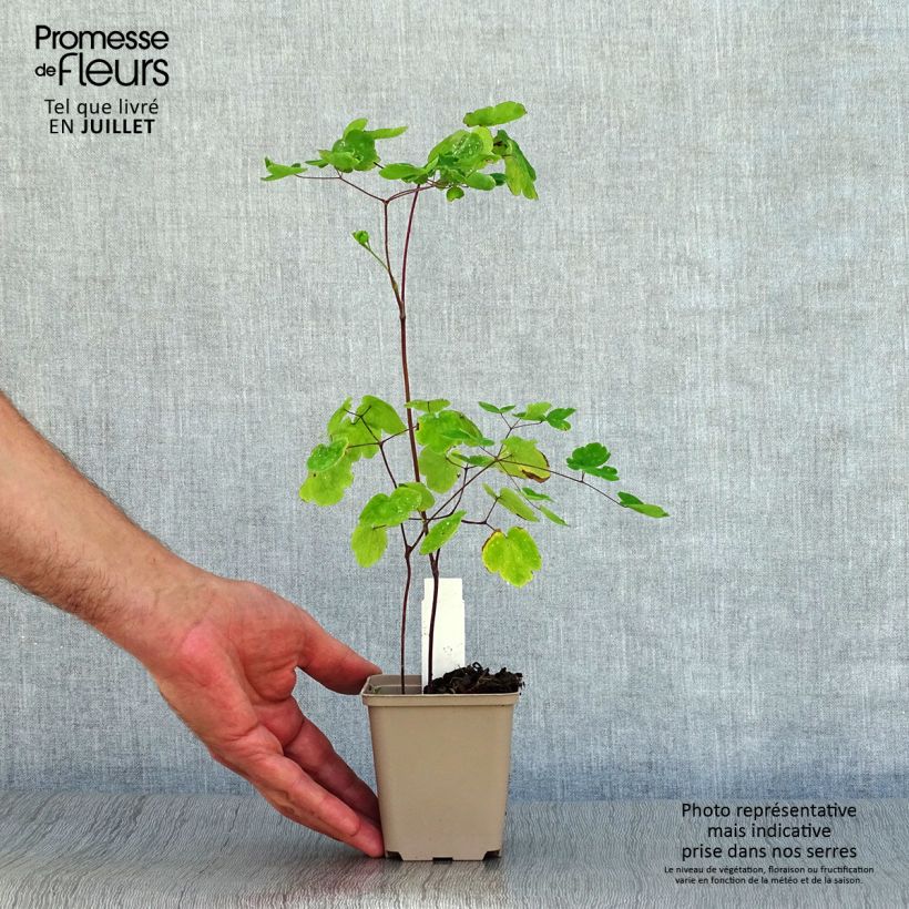 Ejemplar de Thalictrum rochebrunianum - Pigamon Godet de 9cm entregado en verano