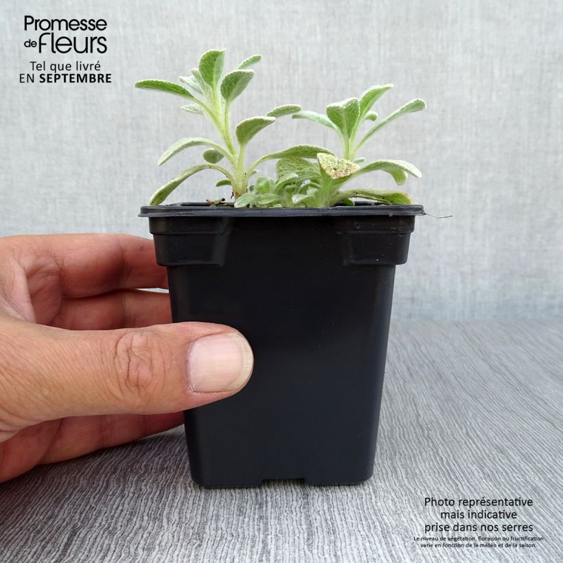 Ejemplar de Té de montaña griega - Sideritis syriaca Maceta de 7/8 cm entregado en otoño