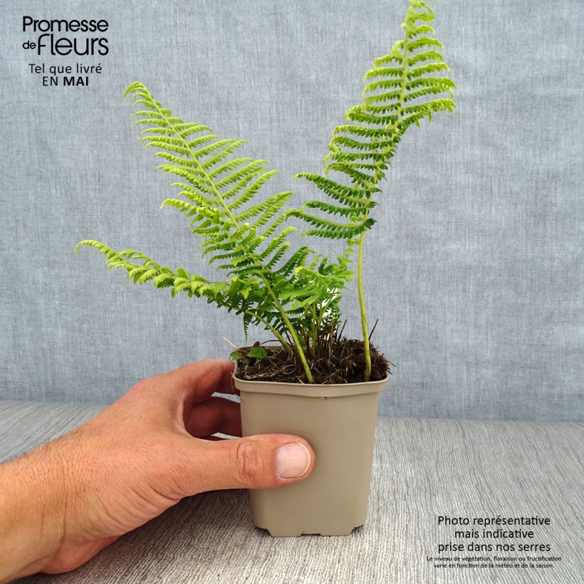 Thelypteris kunthii - Fougère Godet de 8/9 cm Ejemplar entregado en la primavera