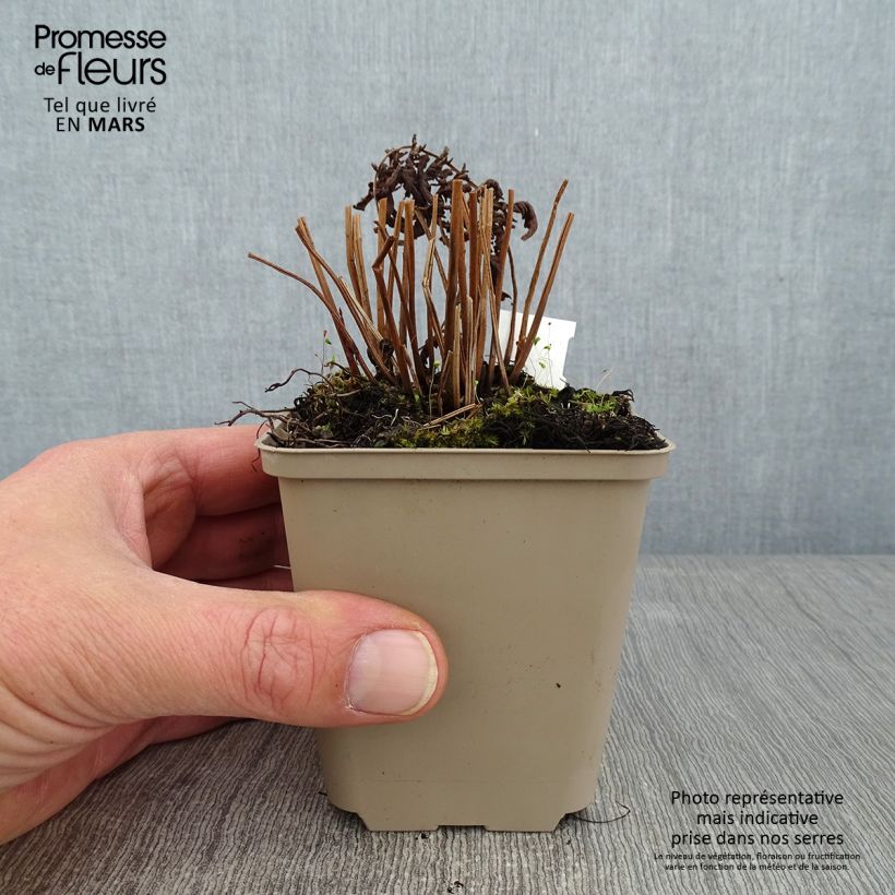 Thelypteris kunthii Maceta de 8/9 cm Ejemplar entregado en invierno