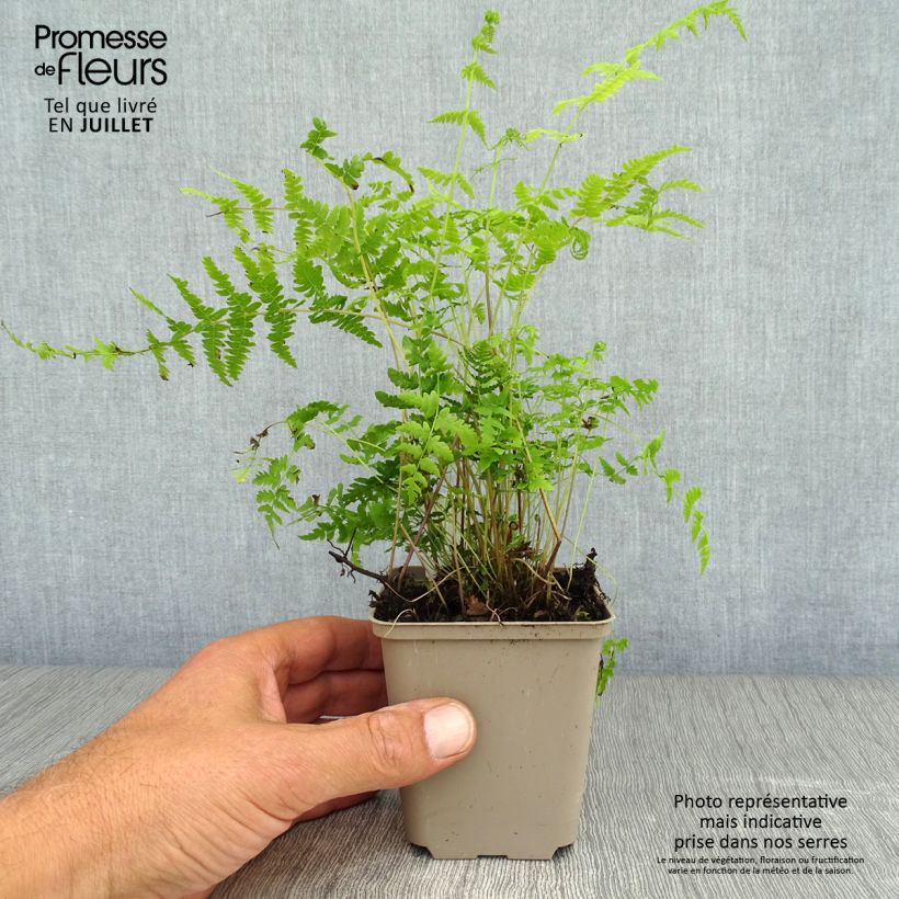 Ejemplar de Thelypteris palustris - Helecho de pantano Maceta de 8/9 cm entregado en verano