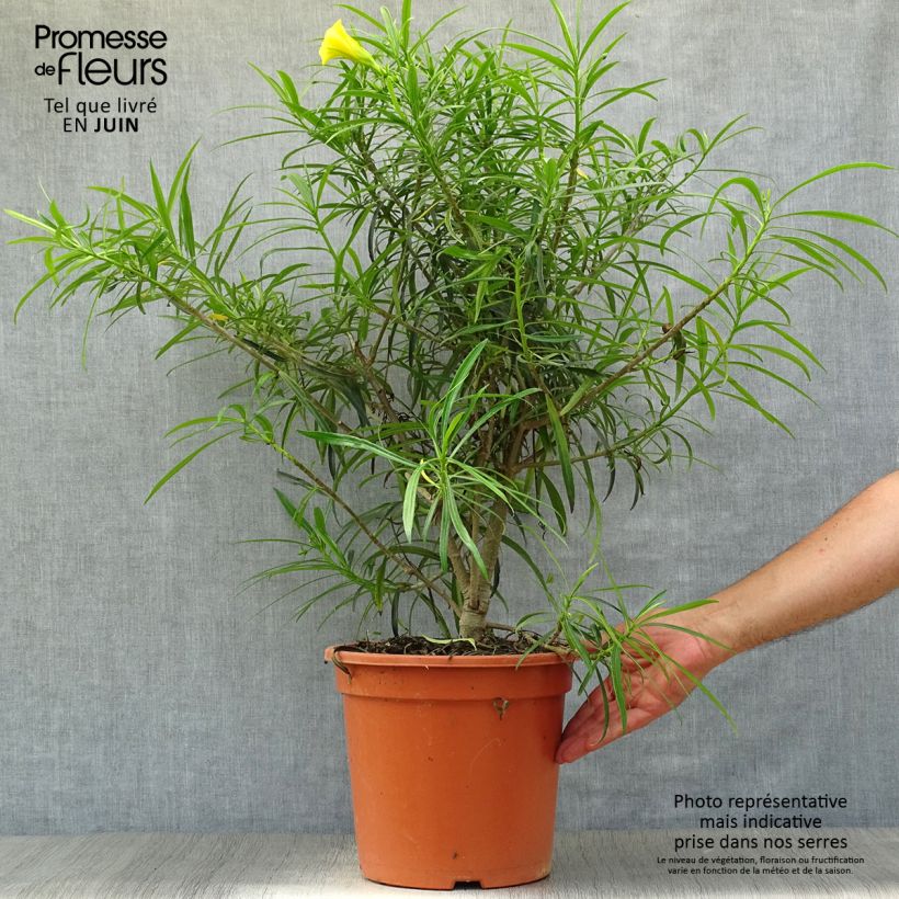 Ejemplar de Thevetia peruviana - Adelfa amarilla Maceta 7,5L/10L entregado en verano
