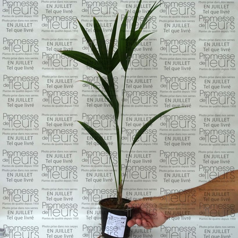 Ejemplar de Thrinax parviflora - Palmier de la Jamaïque Pot de 12 cm entregado en verano