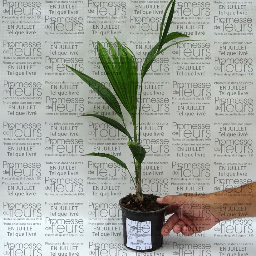 Ejemplar de Thrinax radiata - Pelambrera de Florida Maceta de 12 cm / 13 cmAltura de entrega aprox. 20/30cm entregado en verano
